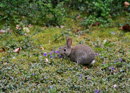 Rabbit <i>Oryctolagus cuniculus</i>